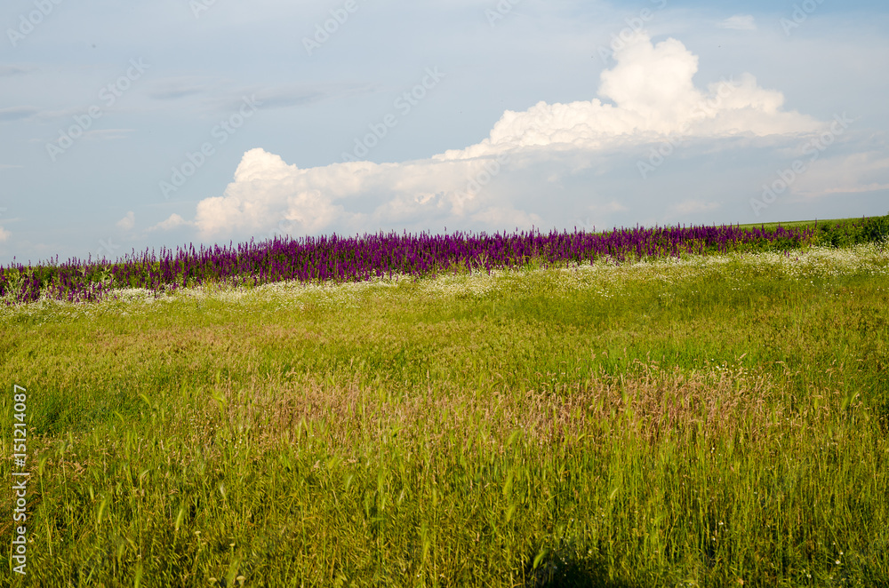 Fototapeta premium Purple flowers on the field