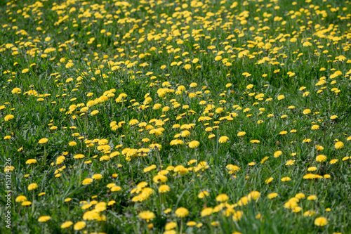 Yellow dandelions grow near the road. background