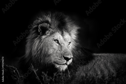 Black and white portrait of one of the four Musketeer Lions in Masai Mara, Kenya
