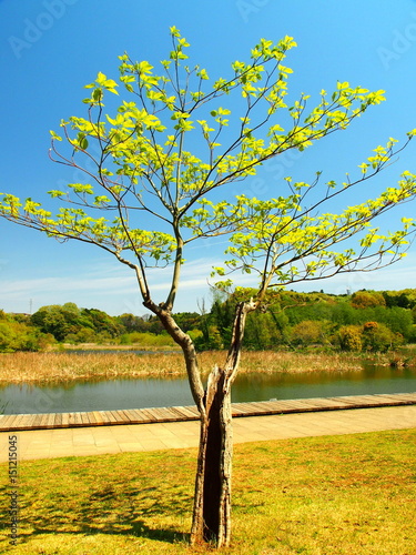 水木の新緑と池風景 © smtd3