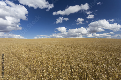 Wheat Fields