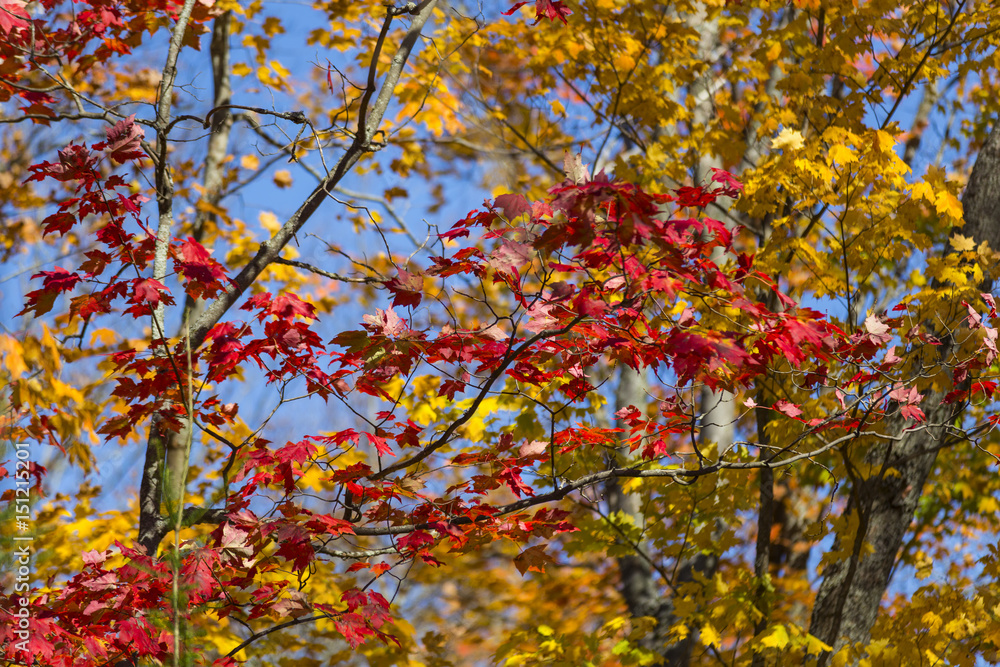 Fall Colours, Mikisew Provincial Park
