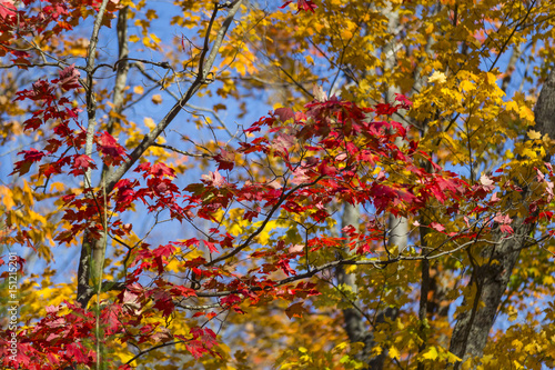 Fall Colours  Mikisew Provincial Park