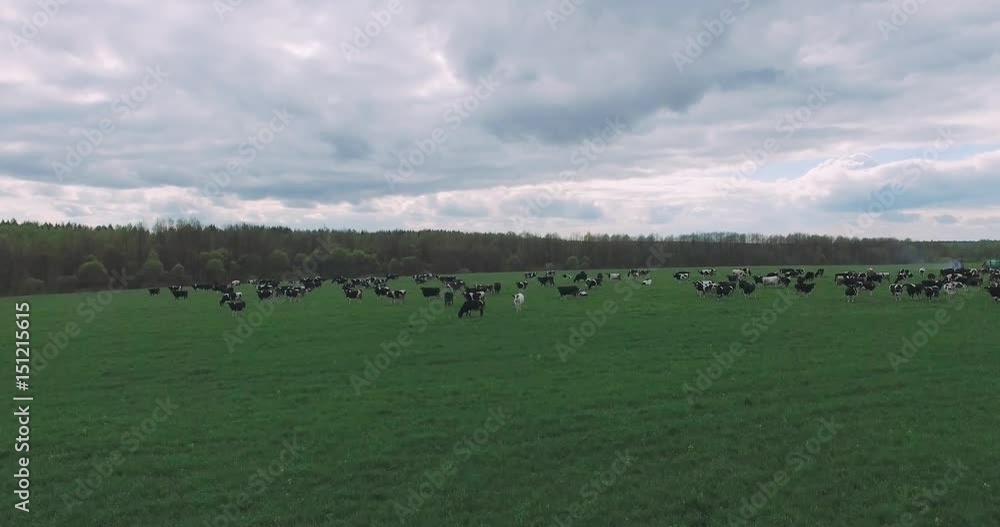 Aerial view, сows graze on the field, view from height.
Aerial view, сows graze on the field, view from height.