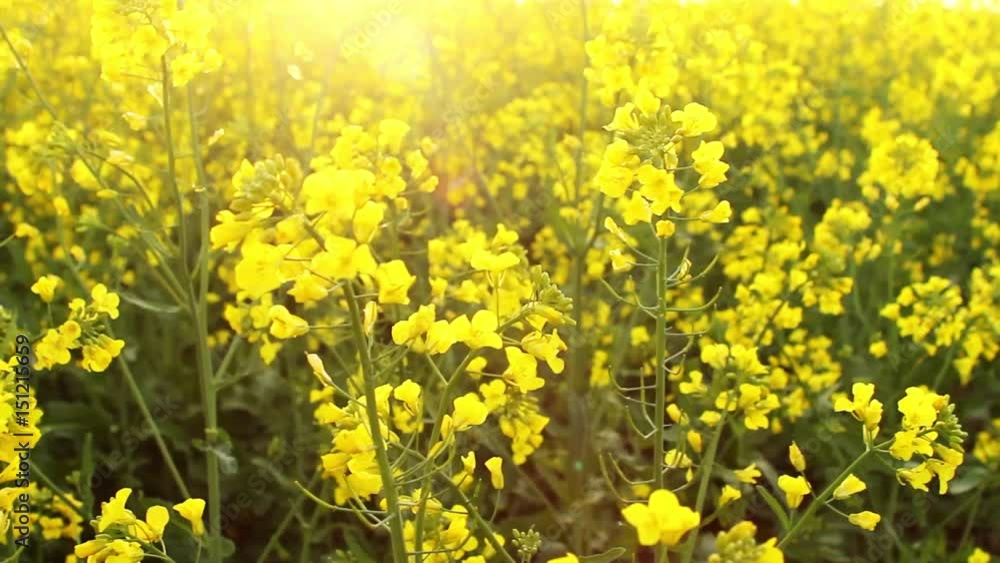 Rape field at sunset. Rape flowers close-up glimpse of the golden sun Rape field at sunset. Rape flowers close-up glimpse of the golden sun
