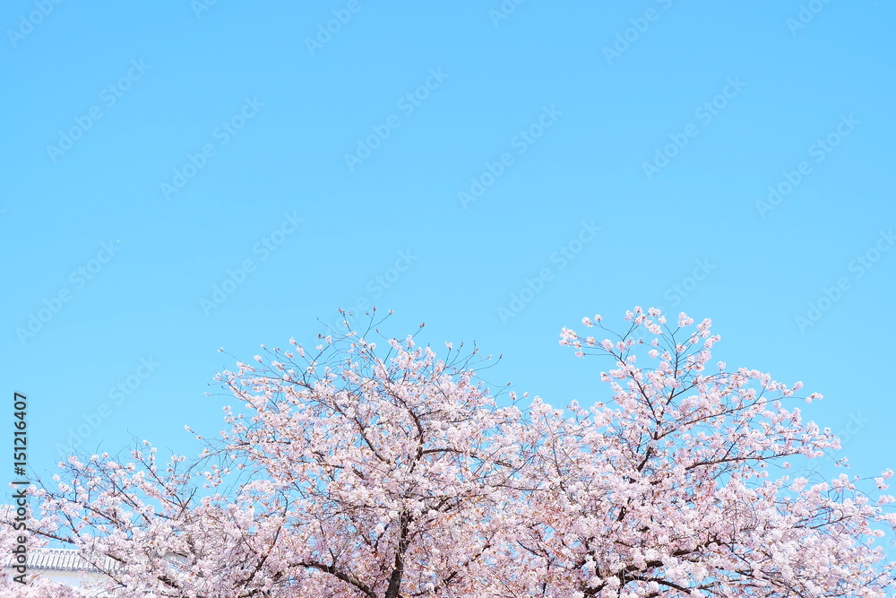 青空とさくら