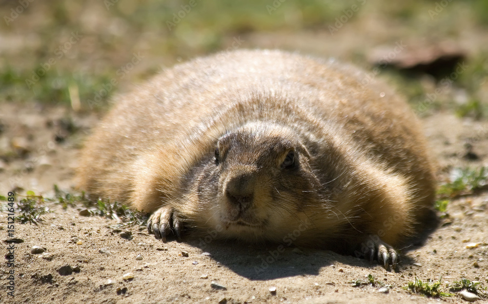 Naklejka premium gopher small african mammal animal