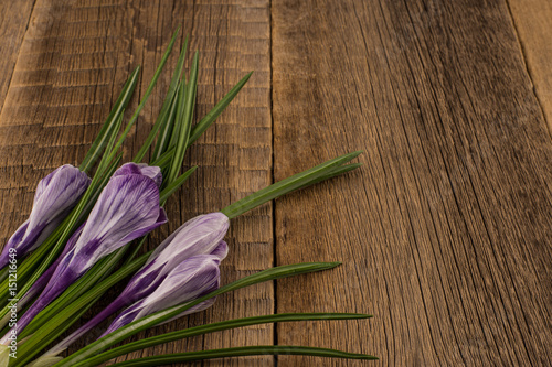 Fototapeta Naklejka Na Ścianę i Meble -  Spring crocus on wooden background.