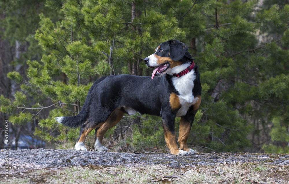 Dog in the spring forest