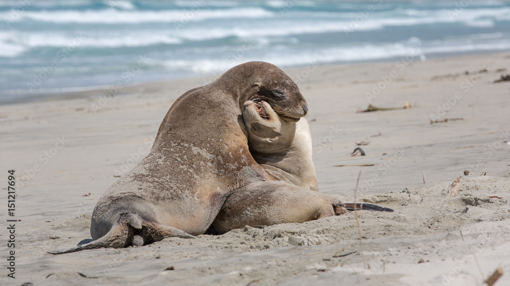 Fototapeta premium Seehund am Allans Beach in Dunedin in Neuseeland (New Zealand)