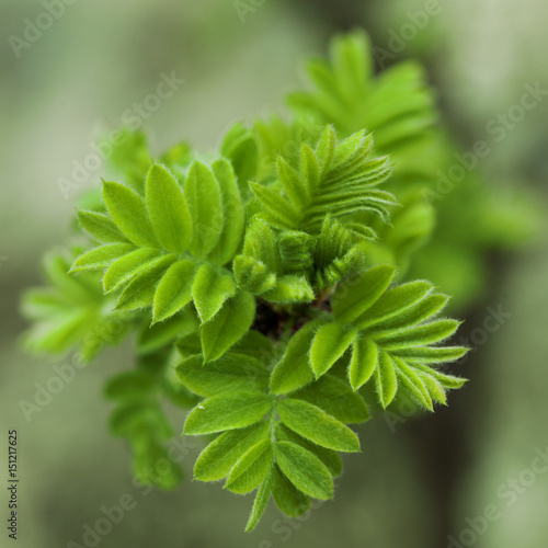 Sorbaria sorbifolia. Spring...