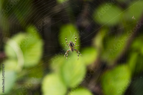 Araneus diadematus an orb-weaver spider