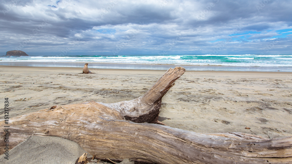 Seehund am Allans Beach in Dunedin in Neuseeland (New Zealand)