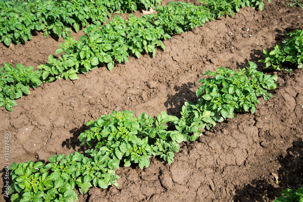 Rows of young potato plants on the field Rows of young potato plants on the field