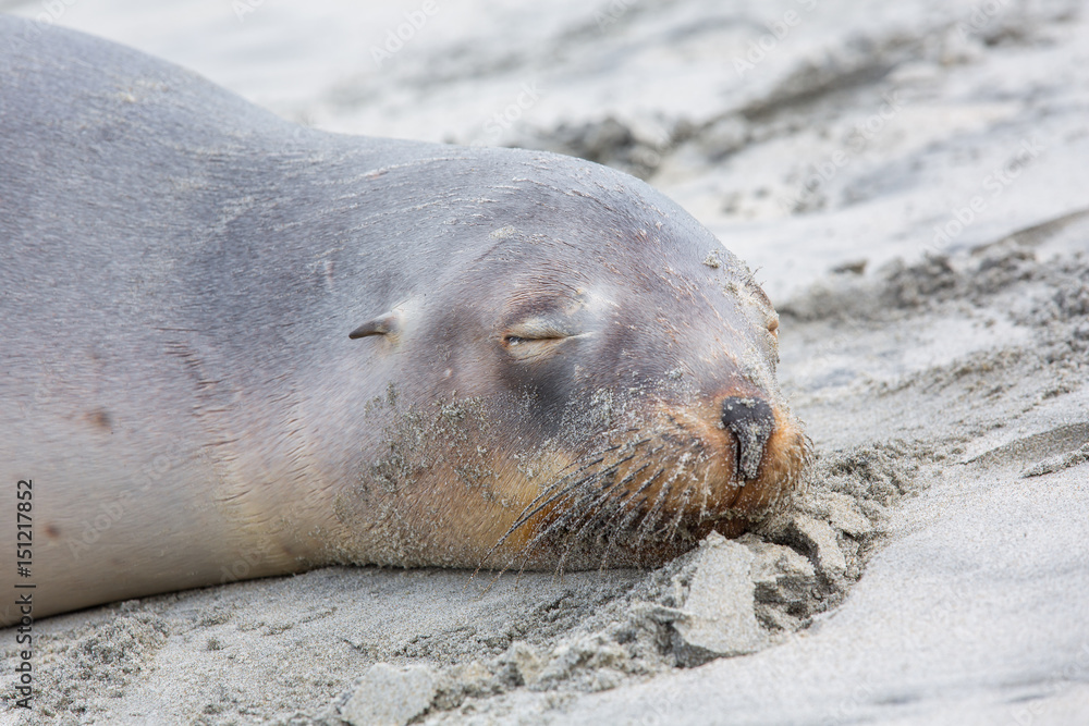 Fototapeta premium Seehund am Allans Beach in Dunedin in Neuseeland (New Zealand)