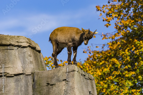 Alpine ibex (Capra ibex) photo
