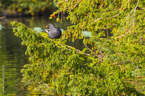 Common Moorhen (Gallinula chloropus), aka swamp chicken, in a tree at Dulwich Park, London, England, United Kingdom photo