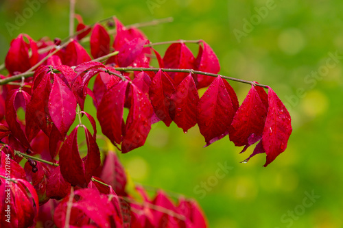 Burning Bush (Euonymus alatus), aka winged spindle, winged euonymus, Dulwich Park, London, England, United Kingdom
