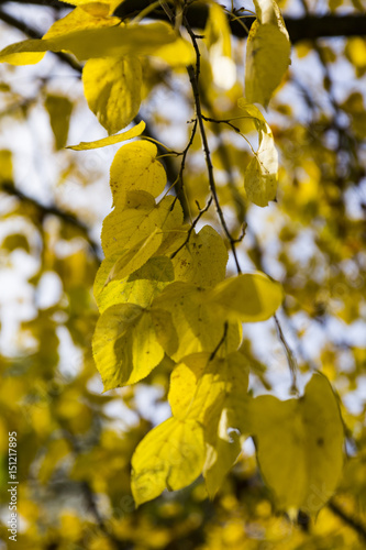 Black Poplar (Populus nigra), Dulwich Park, London, England, United Kingdom photo
