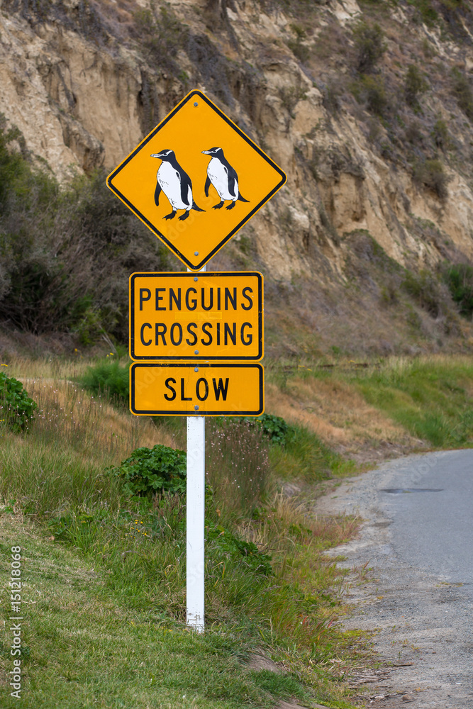 Oamaru, Penguin Viewing in Neuseeland (New Zealand)