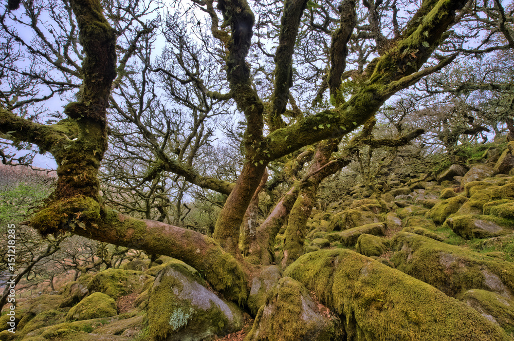 alte Bäume im Wistman's wood