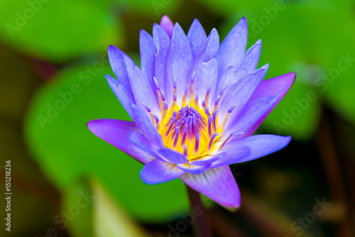 Blue flower lily close-up in a clean pond
