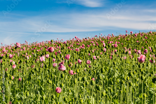 pink blooming opium poppy  Papaver somniferum  field