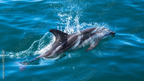 Delfine in Kaikoura in Neuseeland (New Zealand) photo
