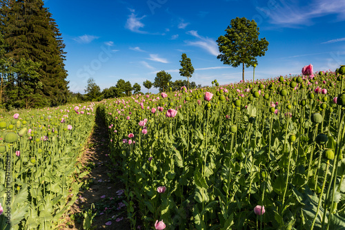 Foto path through pink blooming opium poppy (Papaver somniferum) field