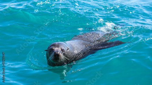 Kaikoura in Neuseeland (New Zealand)