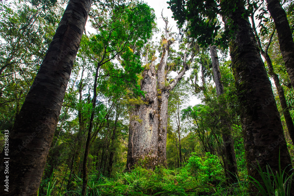 Fototapeta premium Kauribaum in Neuseeland (New Zealand)