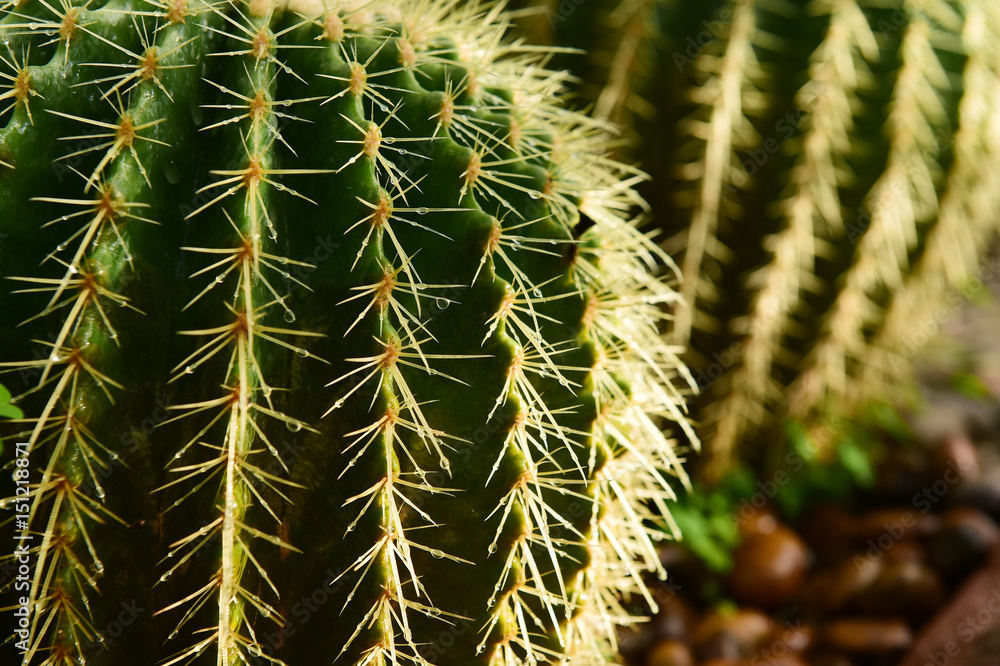 cactus in desert, cactus on rock, cactus Nature green background cactus in desert, cactus on rock, cactus Nature green background