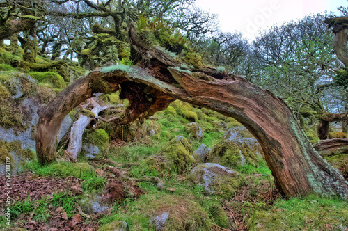 alte Bäume im Wistman's wood