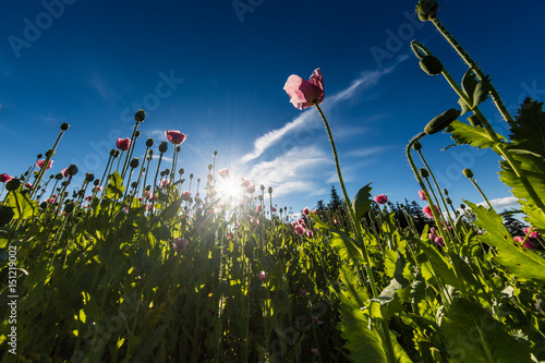 Schilderij op canvas pink blooming opium poppy (Papaver somniferum) field
