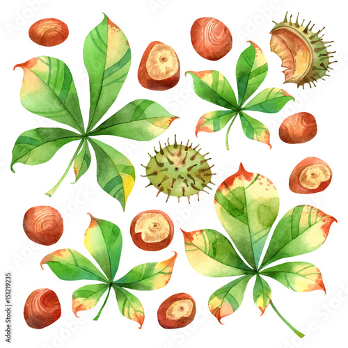 Isolated vector watercolor chestnut on white background