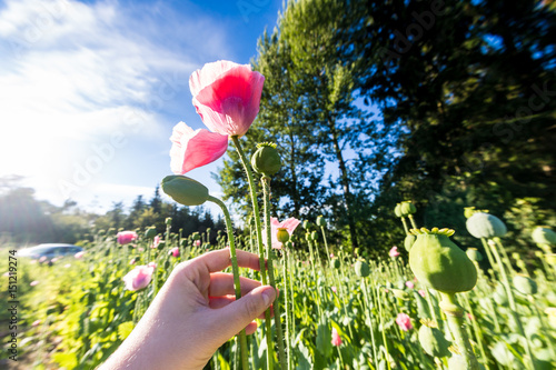 Photography hand picking pink blooming opium poppy (Papaver somniferum) in field