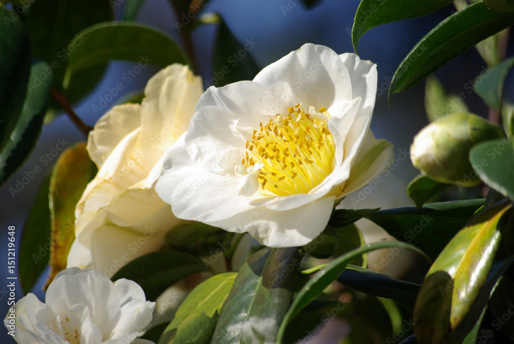 Fototapeta premium Camélia blanc au printemps au jardin