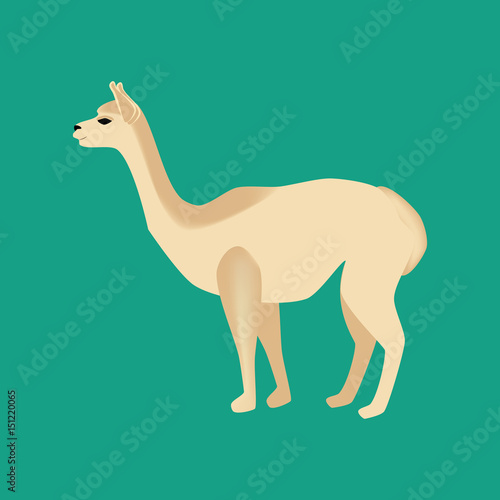 Vicuna animal illustration