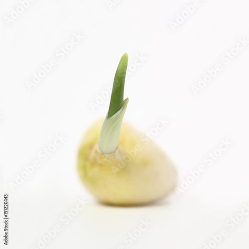 garlic bud square size
