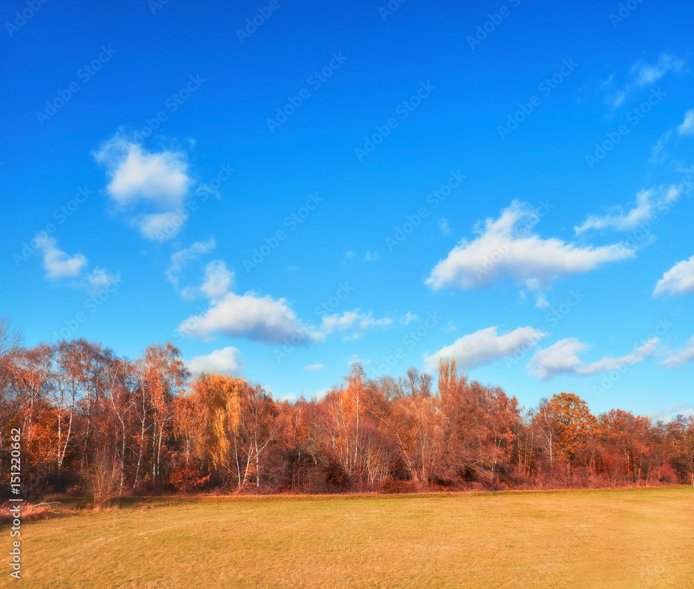 Field with Fall forest behiund