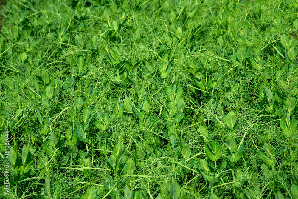 Fresh pea plants in an early spring garden Fresh pea plants in an early spring garden