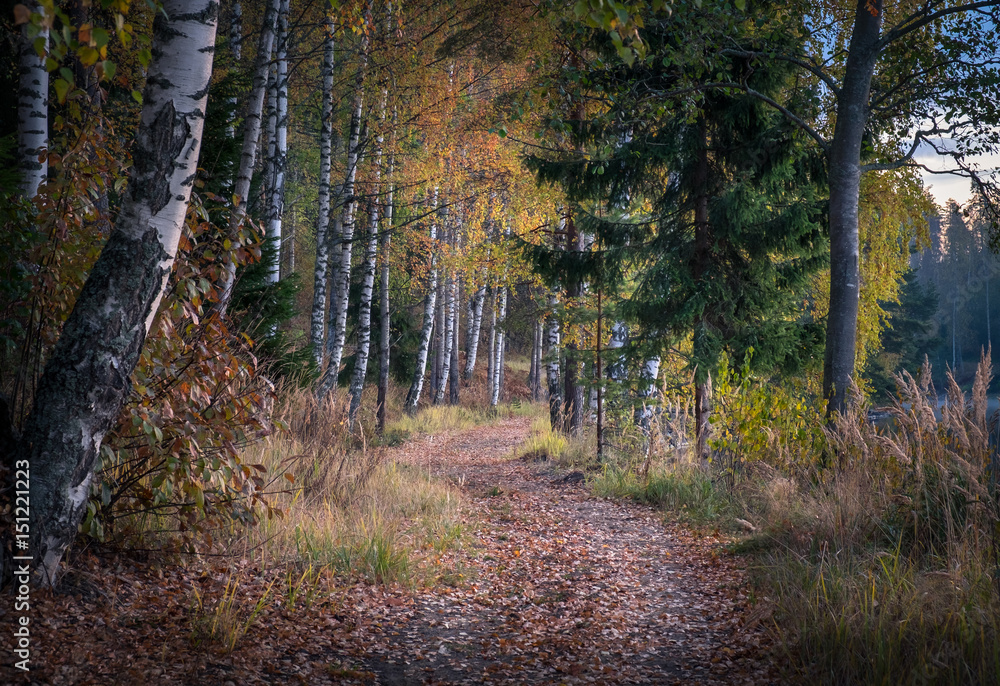 Idyllic landscape with path at autumn morning