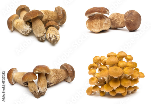 Fresh forest mushrooms on a white background.