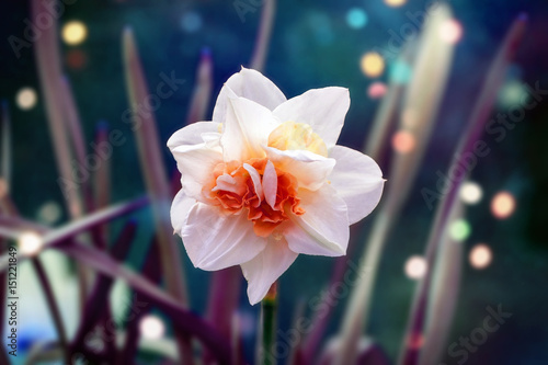Fototapeta Naklejka Na Ścianę i Meble -  White narcissus flower blossoming on a spring day. Single flower close up