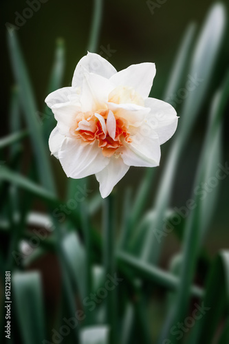 Fototapeta Naklejka Na Ścianę i Meble -  White narcissus flower blossoming on a spring day. Single flower close up