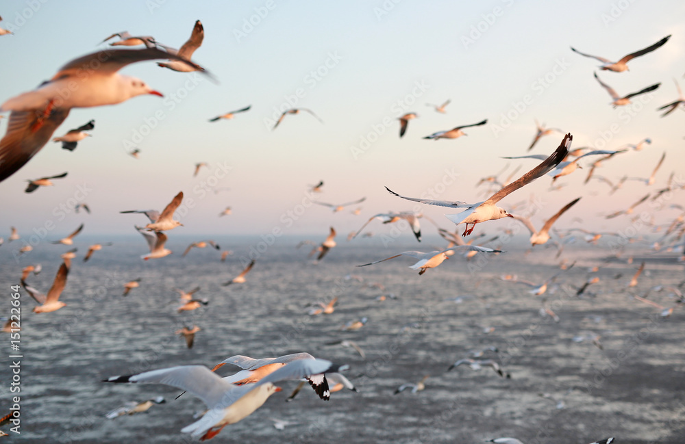 Fototapeta premium Seagulls flying in the sky at sunset.