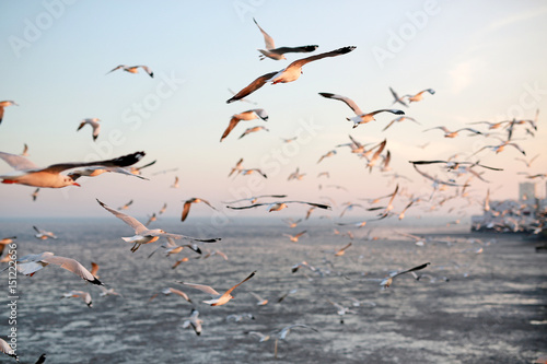 Seagulls flying in the sky at sunset.