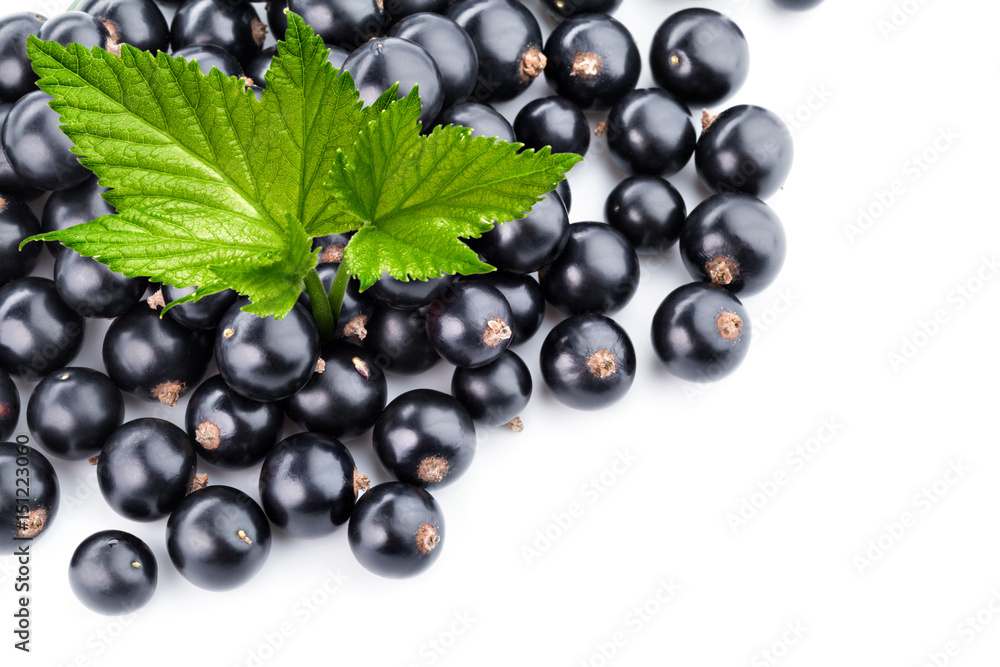 black currant branch black currant branch