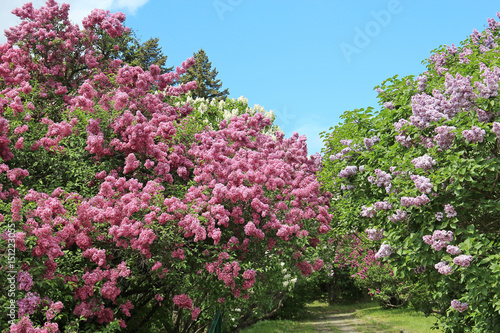 spring flowering lilac