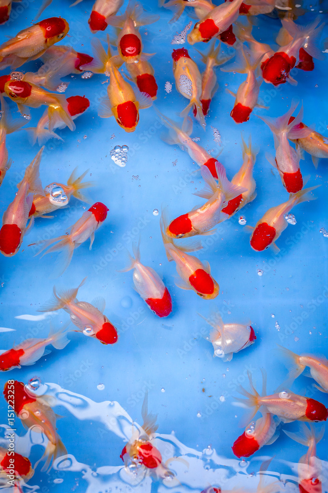 des poissons exotiques rouges et blancs dans une bassine bleue des poissons exotiques rouges et blancs dans une bassine bleue